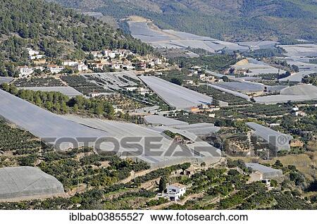 "Medlar plantations, Polop, Costa Blanca, Province of Alicante, Spain, Europe" View Large Photo Image Stock Photo - "Medlar plantations, Polop, Costa Blanca, Province of Alicante, Spain, Europe". Fotosearch
