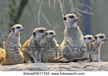 "Meerkat or Suricate (Suricata suricatta), pups with adult, occurrence in Africa, captive, Stuttgart, Baden-Wurttemberg, Germany, Europe" View Large Photo Image Picture - "Meerkat or Suricate (Suricata suricatta), pups with adult, occurrence in Africa, captive, Stuttgart, Baden-Wurttemberg, Germany, Europe". Fotosearch