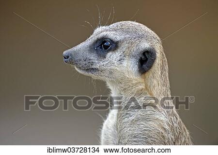 "Meerkat or Suricate (Suricata suricatta), native to Africa, captive, Baden-Wurttemberg, Germany, Europe" View Large Photo Image Picture - "Meerkat or Suricate (Suricata suricatta), native to Africa, captive, Baden-Wurttemberg, Germany, Europe". Fotosearch