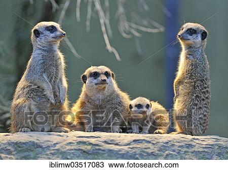 "Meerkat or Suricate (Suricata suricatta), pups with adults, occurrence in Africa, captive, Stuttgart, Baden-Wurttemberg, Germany, Europe" View Large Photo Image Stock Image - "Meerkat or Suricate (Suricata suricatta), pups with adults, occurrence in Africa, captive, Stuttgart, Baden-Wurttemberg, Germany, Europe". Fotosearch