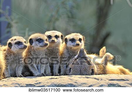 "Meerkat or Suricate (Suricata suricatta), pups, occurrence in Africa, captive, Stuttgart, Baden-Wurttemberg, Germany, Europe" View Large Photo Image Stock Image - "Meerkat or Suricate (Suricata suricatta), pups, occurrence in Africa, captive, Stuttgart, Baden-Wurttemberg, Germany, Europe". Fotosearch