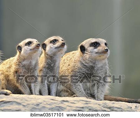 "Meerkat or Suricate (Suricata suricatta), pups and adult, occurrence in Africa, captive, Stuttgart, Baden-Wurttemberg, Germany, Europe" View Large Photo Image Stock Image - "Meerkat or Suricate (Suricata suricatta), pups and adult, occurrence in Africa, captive, Stuttgart, Baden-Wurttemberg, Germany, Europe". Fotosearch