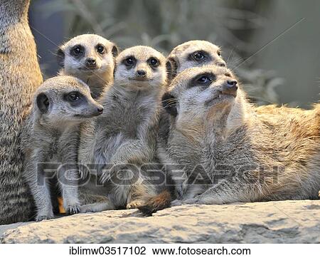Stock Image - "Meerkat or Suricate (Suricata suricatta), pups, occurrence in Africa, captive, Stuttgart, Baden-Wurttemberg, Germany, Europe". Fotosearch