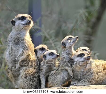 Stock Image - "Meerkat or Suricate (Suricata suricatta), pups with adult, occurrence in Africa, captive, Stuttgart, Baden-Wurttemberg, Germany, Europe". Fotosearch