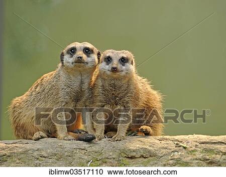 "Meerkat or Suricate (Suricata suricatta), pups, occurrence in Africa, captive, Stuttgart, Baden-Wurttemberg, Germany, Europe" View Large Photo Image Stock Image - "Meerkat or Suricate (Suricata suricatta), pups, occurrence in Africa, captive, Stuttgart, Baden-Wurttemberg, Germany, Europe". Fotosearch