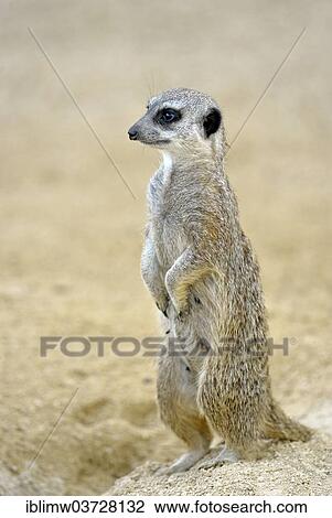 "Meerkat or Suricate (Suricata suricatta), native to Africa, captive, Baden-Wurttemberg, Germany, Europe" View Large Photo Image Stock Image - "Meerkat or Suricate (Suricata suricatta), native to Africa, captive, Baden-Wurttemberg, Germany, Europe". Fotosearch