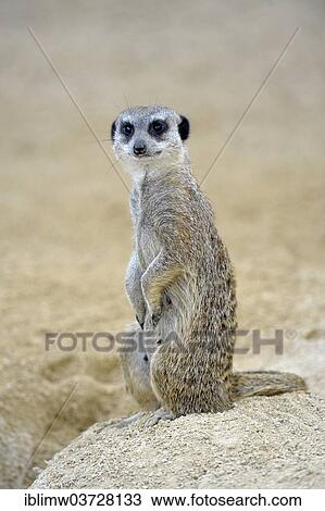 "Meerkat or Suricate (Suricata suricatta), native to Africa, captive, Baden-Wurttemberg, Germany, Europe" View Large Photo Image Stock Image - "Meerkat or Suricate (Suricata suricatta), native to Africa, captive, Baden-Wurttemberg, Germany, Europe". Fotosearch