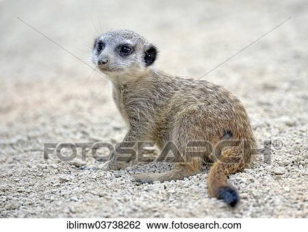"Meerkat or Suricate (Suricata suricatta) pup, native to Africa, captive, Baden-Wurttemberg, Germany, Europe" View Large Photo Image Stock Image - "Meerkat or Suricate (Suricata suricatta) pup, native to Africa, captive, Baden-Wurttemberg, Germany, Europe". Fotosearch