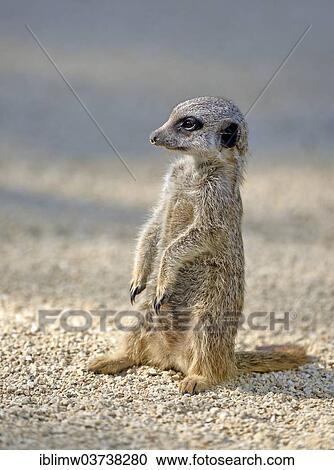Stock Image - "Meerkat or Suricate (Suricata suricatta) pup, native to Africa, captive, Baden-Wurttemberg, Germany, Europe". Fotosearch