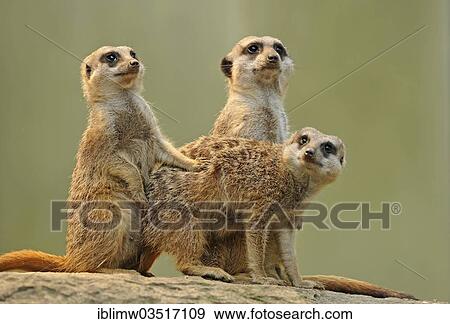 "Meerkat or Suricate (Suricata suricatta), pups, occurrence in Africa, captive, Stuttgart, Baden-Wurttemberg, Germany, Europe" View Large Photo Image Stock Photo - "Meerkat or Suricate (Suricata suricatta), pups, occurrence in Africa, captive, Stuttgart, Baden-Wurttemberg, Germany, Europe". Fotosearch