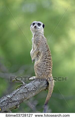 "Meerkat or Suricate (Suricata suricatta), native to Africa, captive, Baden-Wurttemberg, Germany, Europe" View Large Photo Image Stock Photo - "Meerkat or Suricate (Suricata suricatta), native to Africa, captive, Baden-Wurttemberg, Germany, Europe". Fotosearch