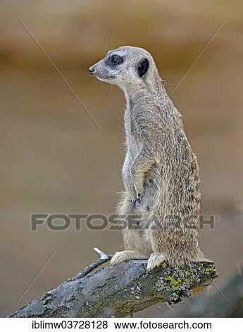 Stock Photo - "Meerkat or Suricate (Suricata suricatta), native to Africa, captive, Baden-Wurttemberg, Germany, Europe". Fotosearch