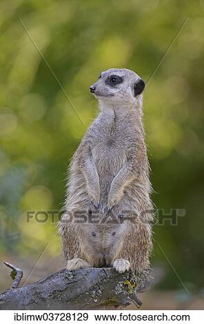 "Meerkat or Suricate (Suricata suricatta), native to Africa, captive, Baden-Wurttemberg, Germany, Europe" View Large Photo Image Stock Photo - "Meerkat or Suricate (Suricata suricatta), native to Africa, captive, Baden-Wurttemberg, Germany, Europe". Fotosearch
