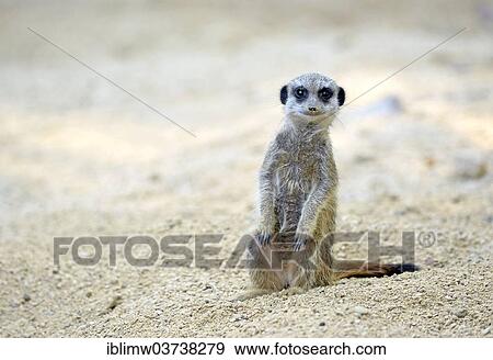 Stock Photo - "Meerkat or Suricate (Suricata suricatta) pup, native to Africa, captive, Baden-Wurttemberg, Germany, Europe". Fotosearch