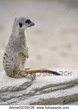 "Meerkat or Suricate (Suricata suricatta), native to Africa, captive, Baden-Wurttemberg, Germany, Europe" View Large Photo Image Stock Photograph - "Meerkat or Suricate (Suricata suricatta), native to Africa, captive, Baden-Wurttemberg, Germany, Europe". Fotosearch