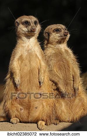 "Meerkat or Surikate (Suricata suricatta), pair sitting upright, native to Africa, in captivity, Germany, Europe" View Large Photo Image Stock Image - "Meerkat or Surikate (Suricata suricatta), pair sitting upright, native to Africa, in captivity, Germany, Europe". Fotosearch