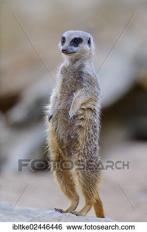 "Meerkat or Surikate (Suricata suricatta), native to Africa, in captivity, Baden-Wuerttemberg, Germany, Europe" View Large Photo Image Stock Photograph - "Meerkat or Surikate (Suricata suricatta), native to Africa, in captivity, Baden-Wuerttemberg, Germany, Europe". Fotosearch