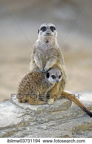 "Meerkat (Suricata suricatta), adult and young, native to Africa, captive, Baden-Wurttemberg, Germany, Europe" View Large Photo Image Picture - "Meerkat (Suricata suricatta), adult and young, native to Africa, captive, Baden-Wurttemberg, Germany, Europe". Fotosearch