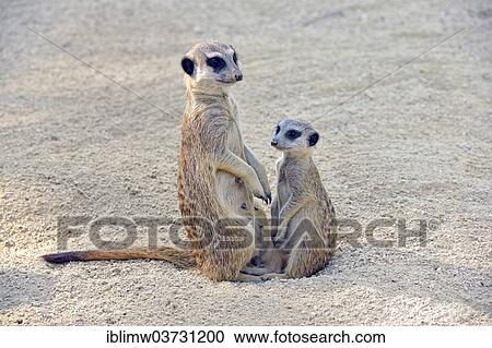"Meerkat (Suricata suricatta), adult and young, native to Africa, captive, Baden-Wurttemberg, Germany, Europe" View Large Photo Image Stock Image - "Meerkat (Suricata suricatta), adult and young, native to Africa, captive, Baden-Wurttemberg, Germany, Europe". Fotosearch