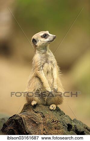 "Meerkat (Suricata suricatta), adult, alert, captive, Amersfoort, Province of Utrecht, The Netherlands, Europe" View Large Photo Image Stock Photo - "Meerkat (Suricata suricatta), adult, alert, captive, Amersfoort, Province of Utrecht, The Netherlands, Europe". Fotosearch