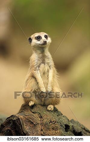 "Meerkat (Suricata suricatta), adult, alert, captive, Amersfoort, Province of Utrecht, The Netherlands, Europe" View Large Photo Image Stock Photography - "Meerkat (Suricata suricatta), adult, alert, captive, Amersfoort, Province of Utrecht, The Netherlands, Europe". Fotosearch