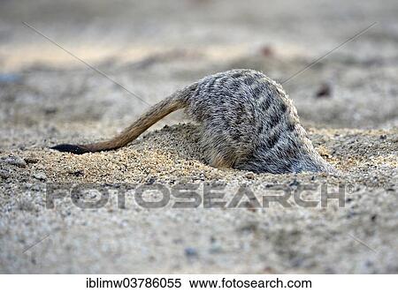 "Meerkat (Suricata suricatta), digging young, native to Africa, captive, Baden-Wuerttemberg, Germany, Europe" View Large Photo Image Stock Photography - "Meerkat (Suricata suricatta), digging young, native to Africa, captive, Baden-Wuerttemberg, Germany, Europe". Fotosearch