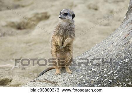 "Meerkat (Suricata suricatta), Linz Zoo, Linz, Upper Austria, Austria, Europe" View Large Photo Image Stock Image - "Meerkat (Suricata suricatta), Linz Zoo, Linz, Upper Austria, Austria, Europe". Fotosearch