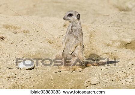 "Meerkat (Suricata suricatta), Linz Zoo, Linz, Upper Austria, Austria, Europe" View Large Photo Image Stock Image - "Meerkat (Suricata suricatta), Linz Zoo, Linz, Upper Austria, Austria, Europe". Fotosearch