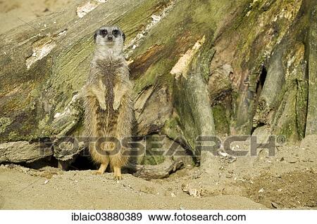 Stock Photo - "Meerkat (Suricata suricatta), Linz Zoo, Linz, Upper Austria, Austria, Europe". Fotosearch