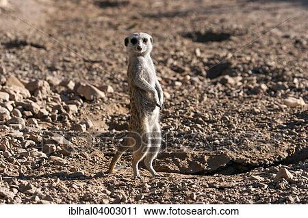 "Meerkat (Suricata suricatta), Namibia, Africa" View Large Photo Image Stock Image - "Meerkat (Suricata suricatta), Namibia, Africa". Fotosearch