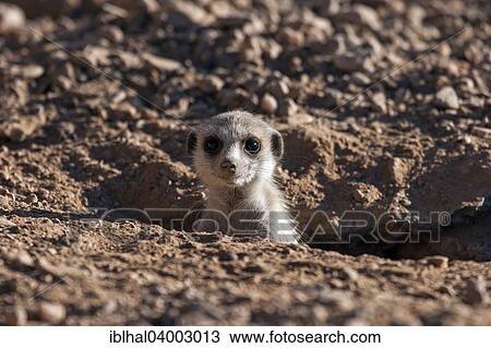 "Meerkat (Suricata suricatta), Namibia, Africa" View Large Photo Image Stock Image - "Meerkat (Suricata suricatta), Namibia, Africa". Fotosearch