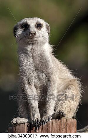 "Meerkat (Suricata suricatta), Namibia, Africa" View Large Photo Image Stock Photo - "Meerkat (Suricata suricatta), Namibia, Africa". Fotosearch