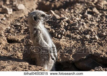 "Meerkat (Suricata suricatta), Namibia, Africa" View Large Photo Image Stock Photography - "Meerkat (Suricata suricatta), Namibia, Africa". Fotosearch