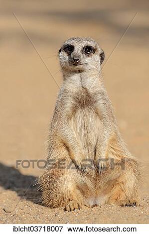 Stock Photo - "Meerkat (Suricata suricatta), native to Namibia, Botswana and South Africa, captive, North Rhine-Westphalia, Germany, Europe". Fotosearch