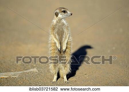 "Meerkat (Suricata suricatta), near Keetmanshoop, Karas Region, Namibia, Africa" View Large Photo Image Stock Image - "Meerkat (Suricata suricatta), near Keetmanshoop, Karas Region, Namibia, Africa". Fotosearch
