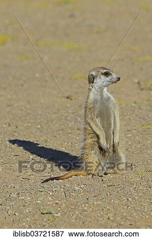 "Meerkat (Suricata suricatta), near Keetmanshoop, Karas Region, Namibia, Africa" View Large Photo Image Stock Photo - "Meerkat (Suricata suricatta), near Keetmanshoop, Karas Region, Namibia, Africa". Fotosearch