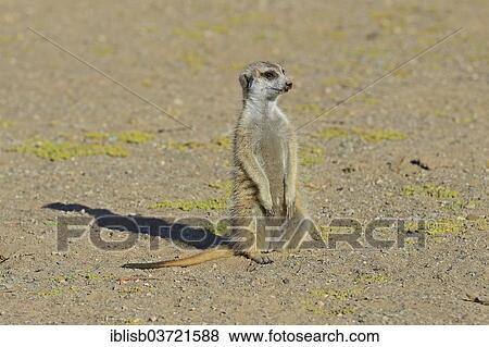 "Meerkat (Suricata suricatta), near Keetmanshoop, Karas Region, Namibia, Africa" View Large Photo Image Stock Photo - "Meerkat (Suricata suricatta), near Keetmanshoop, Karas Region, Namibia, Africa". Fotosearch