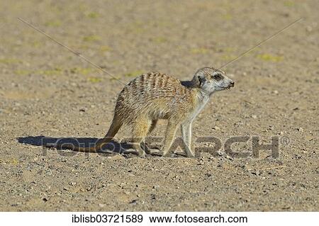 "Meerkat (Suricata suricatta), near Keetmanshoop, Karas Region, Namibia, Africa" View Large Photo Image Stock Photo - "Meerkat (Suricata suricatta), near Keetmanshoop, Karas Region, Namibia, Africa". Fotosearch
