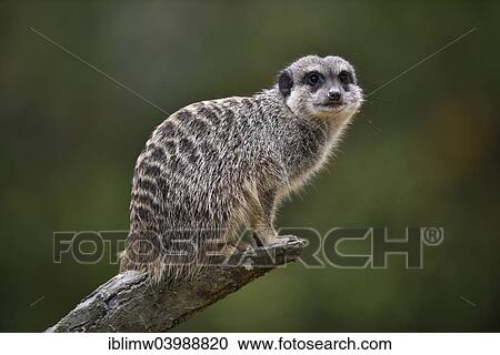 "Meerkat (Suricata suricatta) on a branch, alert, native to Africa, captive" View Large Photo Image Stock Image - "Meerkat (Suricata suricatta) on a branch, alert, native to Africa, captive". Fotosearch