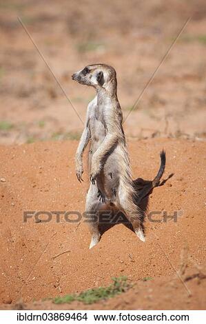 "Meerkat (Suricata suricatta), Kgalagadi Transfrontier Park, Northern Cape, South Africa, Africa" View Large Photo Image Picture - "Meerkat (Suricata suricatta), Kgalagadi Transfrontier Park, Northern Cape, South Africa, Africa". Fotosearch