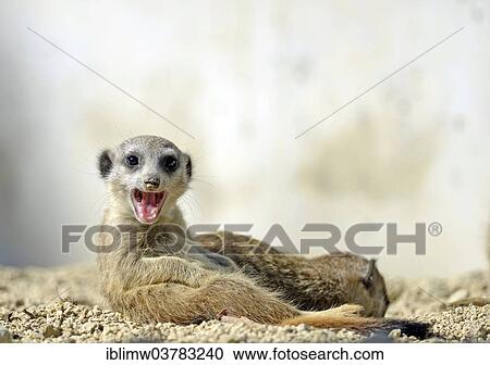 "Meerkat (Suricata suricatta), pup, yawning, native to Africa, captive, Baden-Wurttemberg, Germany, Europe" View Large Photo Image Stock Image - "Meerkat (Suricata suricatta), pup, yawning, native to Africa, captive, Baden-Wurttemberg, Germany, Europe". Fotosearch