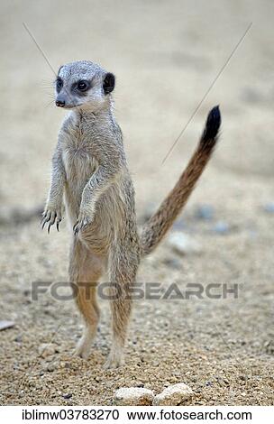 "Meerkat (Suricata suricatta), pup, native to Africa, captive, Baden-Wurttemberg, Germany, Europe" View Large Photo Image Stock Image - "Meerkat (Suricata suricatta), pup, native to Africa, captive, Baden-Wurttemberg, Germany, Europe". Fotosearch