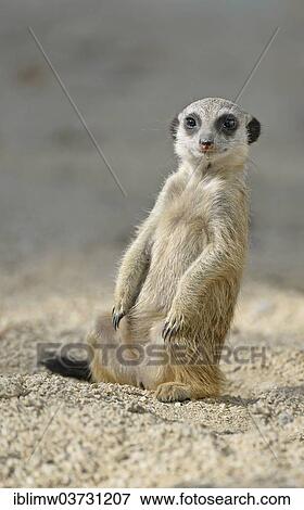 "Meerkat (Suricata suricatta), pup, native to Africa, captive, Baden-Wurttemberg, Germany, Europe" View Large Photo Image Stock Photo - "Meerkat (Suricata suricatta), pup, native to Africa, captive, Baden-Wurttemberg, Germany, Europe". Fotosearch