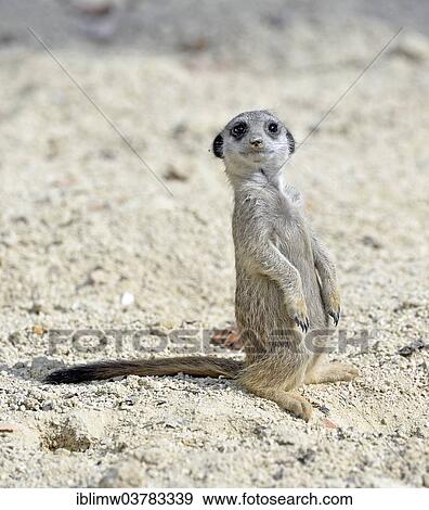 "Meerkat (Suricata suricatta), pup, native to Africa, captive, Baden-Wurttemberg, Germany, Europe" View Large Photo Image Stock Photo - "Meerkat (Suricata suricatta), pup, native to Africa, captive, Baden-Wurttemberg, Germany, Europe". Fotosearch