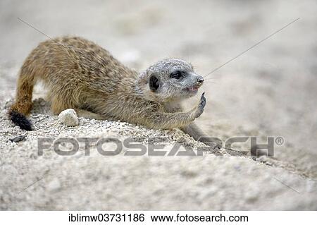 Stock Photograph - "Meerkat (Suricata suricatta), pup, native to Africa, captive, Baden-Wurttemberg, Germany, Europe". Fotosearch