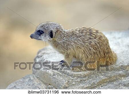 "Meerkat (Suricata suricatta), pup, native to Africa, captive, Baden-Wurttemberg, Germany, Europe" View Large Photo Image Stock Photograph - "Meerkat (Suricata suricatta), pup, native to Africa, captive, Baden-Wurttemberg, Germany, Europe". Fotosearch