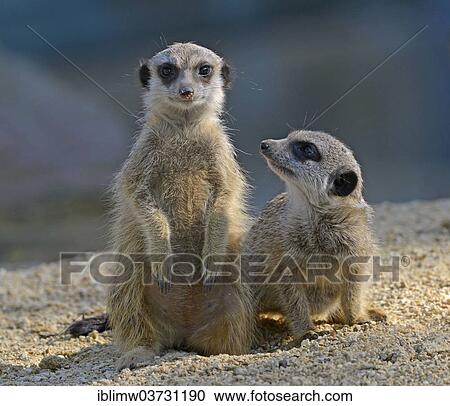 "Meerkat (Suricata suricatta) pups, native to Africa, captive, Baden-Wurttemberg, Germany, Europe" View Large Photo Image Stock Image - "Meerkat (Suricata suricatta) pups, native to Africa, captive, Baden-Wurttemberg, Germany, Europe". Fotosearch