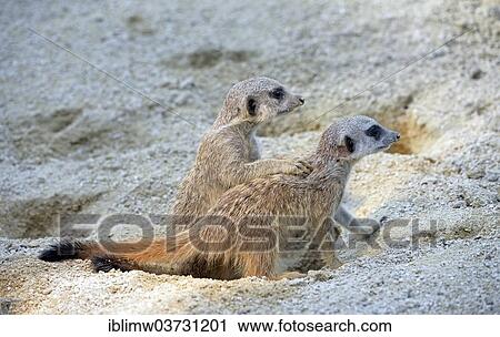 Stock Image - "Meerkat (Suricata suricatta) pups playing, tussling, native to Africa, captive, Baden-Wurttemberg, Germany, Europe". Fotosearch