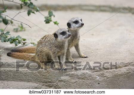 "Meerkat (Suricata suricatta) pups, native to Africa, captive, Baden-Wurttemberg, Germany, Europe" View Large Photo Image Stock Photo - "Meerkat (Suricata suricatta) pups, native to Africa, captive, Baden-Wurttemberg, Germany, Europe". Fotosearch