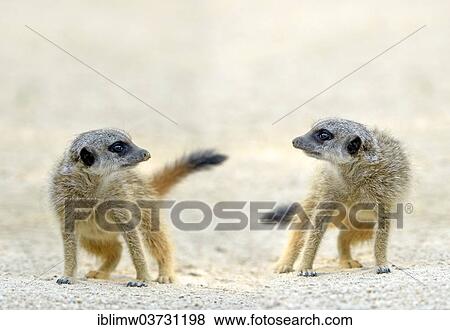 "Meerkat (Suricata suricatta) pups playing, native to Africa, captive, Baden-Wurttemberg, Germany, Europe" View Large Photo Image Stock Photo - "Meerkat (Suricata suricatta) pups playing, native to Africa, captive, Baden-Wurttemberg, Germany, Europe". Fotosearch